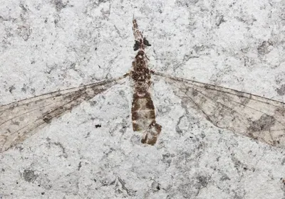 crane fly fossil crane fly fossil